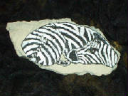 zebra17.50.jpg